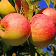 苹果的新品种卡兹苹果，卡兹苹果与爵士苹果口感有什么区别
