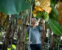 对抗香蕉黄叶病：台湾首创组培苗台蕉一号，蕉农从土壤摸出道理