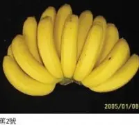 台湾香蕉品种台蕉2号介绍，台蕉2号香蕉生长习性与黄叶病抗性