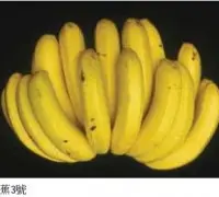 香蕉新品种台蕉三号特性优缺点，台蕉三号栽培管理要点事项