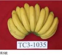 香蕉品种台蕉5号与北蕉的区别，台蕉5号与北蕉抗病性谁好