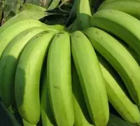 香蕉新品种：台蕉6号玉丰香蕉来源，台蕉6号玉丰香蕉品种特性