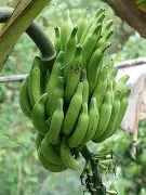 台湾香蕉品种玫瑰蕉，玫瑰蕉叶子花束特征与果状特点介绍