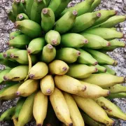 市场罕见香蕉品种李林蕉/佛手蕉，佛手蕉的味道价格多少钱一斤
