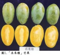 台湾芒果品种土芒果又叫在来种，土芒果品种的口感味道产期时间