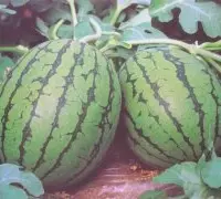黄瓢西瓜品种特小凤西瓜介绍，特小凤西瓜种植栽培技术小技巧