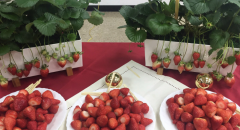 台湾草莓新品种恋香草莓苗哪里有？恋香草莓与萨摩乙女草莓哪个甜