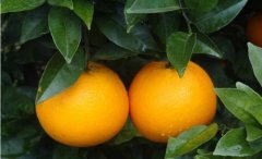 纤维高糖分低的水果对身体的影响好吗？柳橙与柳橙汁那个更健康