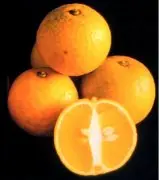 甜橙突变品种无酸甜橙是什么样的？无酸甜橙有什么特点特征