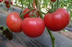 西红柿种植历史故事介绍，如何摄取番茄的茄红素有什么功效？