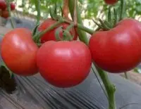 西红柿种植历史故事介绍，如何摄取番茄的茄红素有什么功效？
