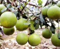 台湾柚子品种麻豆白柚生长习性，麻豆白柚种植方法与施肥管理