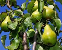 梨子树的种植前要做些什么准备？梨子树怎么嫁接注意事项