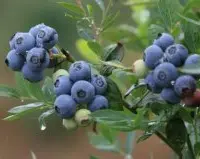 蓝莓行距株距种植多少？蓝莓浆果种植技巧与常见错误问题介绍
