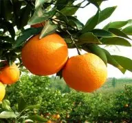 橙子树的种植时间最佳什么时候？橙子树种植浇水和施肥要求介绍