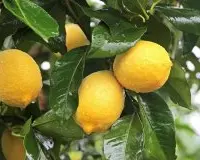 柠檬种植条件方法有哪一些？柠檬施肥方面有哪些需要注意的