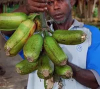香蕉品种巴布亚新几内亚巨型香蕉有多大？吃香蕉有什么好处