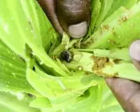 秋行军虫是什么？秋行军虫造成的影响有哪些怎么防治方法
