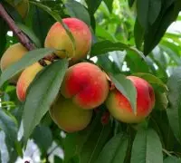 桃子新品种介绍台农9号红金，台农9号红金水蜜桃品种特点味道