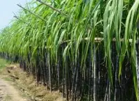 甘蔗的种植方法和时间介绍，甘蔗苗种植方式的预措有哪些措施