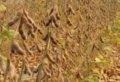 超高产大豆新品种台南7号介绍，台南7号农艺特性植株性状什么样