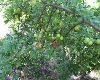 李子树的栽培与管理方法的介绍，李子树施肥时间与施肥量多少