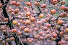苹果高山种植技术，苹果到底有没有上蜡为什么会有蜜？