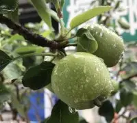 热带青苹果品种姬苹果怎么种植？姬苹果疏果时期在什么时候