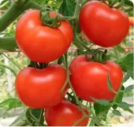 番茄裂果如何补救裂果现象可分为几种？大小果番茄裂果救治方法