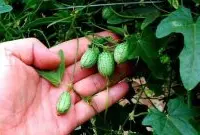 拇指西瓜是西瓜吗？拇指西瓜有什么特点味道怎么种植