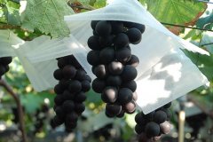 葡萄品种巨峰/蜜红/意大利品种葡萄介绍，巨峰与蜜红口感特点