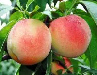 水蜜桃新品种台农3号春丰介绍，台农3号春丰品种有什么特点