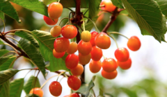 国产樱桃的品种口感品质提升，国产本土樱桃将逆袭车厘子市场