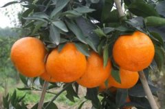 柑橘有什么新品种？台湾第一个杂交柑橘新品种台农1号金香特点