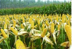 美国玉米价格最新行情：美国玉米现货价格大幅上涨，因播种延迟