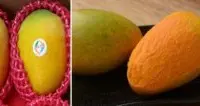 芒果新品种：台湾夏雪芒果特点，台湾夏雪芒果甜度含量多少