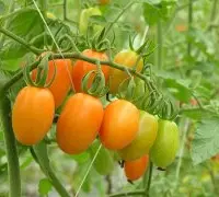 牛番茄/鸡心柿子/黄牛奶是什么样子特点？番茄界的金童玉女是什么