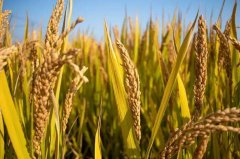 水稻品种台梗17号介绍，台梗17号品种特性有哪些缺点弱点有哪些