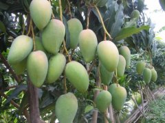芒果行情：芒果产量增产17%，农粮署有信心维持芒果价格的平稳