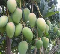 芒果行情：芒果产量增产17%，农粮署有信心维持芒果价格的平稳