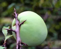 木瓜树品种皱皮木瓜介绍，什么是皱皮木瓜花期是在什么时候