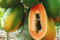 木瓜品种：光皮木瓜与毛叶木瓜品种有什么？光皮木瓜作用有哪些
