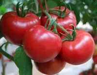 京丹系列番茄番茄介绍，京丹一号番茄京丹8号及京丹6号番茄特点