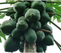 夏威夷木瓜简介介绍，夏威夷木瓜的产量怎么样价格高不高