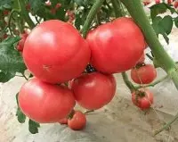红番茄系列品种介绍，红曼1号与红贝贝粉玉1/2号彩玉3号番茄特点