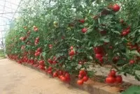 高硬度粉果大番茄品种仙客系，仙客360/6号/5号/1号番茄品种特点