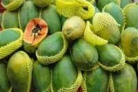 木瓜品种红岭番木瓜与小果木瓜介绍，小果木瓜栽培的温度是多少