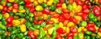秘鲁辣椒品种介绍：六个辣椒品种特点区别，秘鲁五彩椒辣不辣