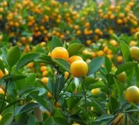 最好最新金桔品种长寿金柑，长寿金柑营养价值特点怎么吃