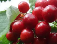 红灯樱桃品种特性及栽培技术，红灯大樱桃麻叶病可以治愈吗
